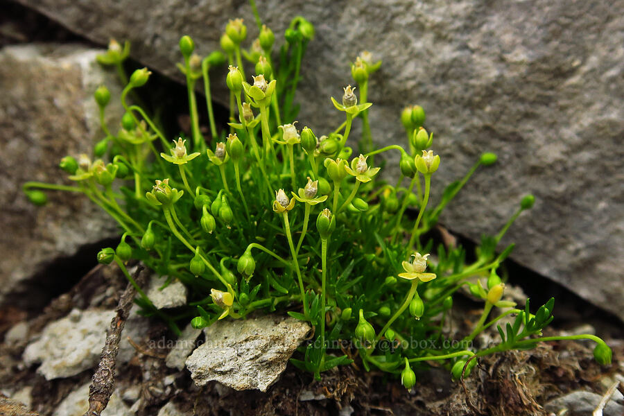 bird's-eye pearlwort (Sagina procumbens) [U.S. Highway 12, Okanogan-Wenatchee National Forest, Yakima County, Washington]