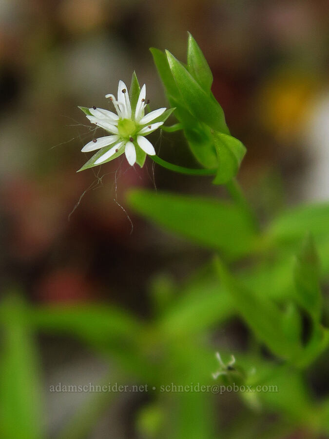 northern starwort (Stellaria borealis) [U.S. Highway 12, Okanogan-Wenatchee National Forest, Yakima County, Washington]