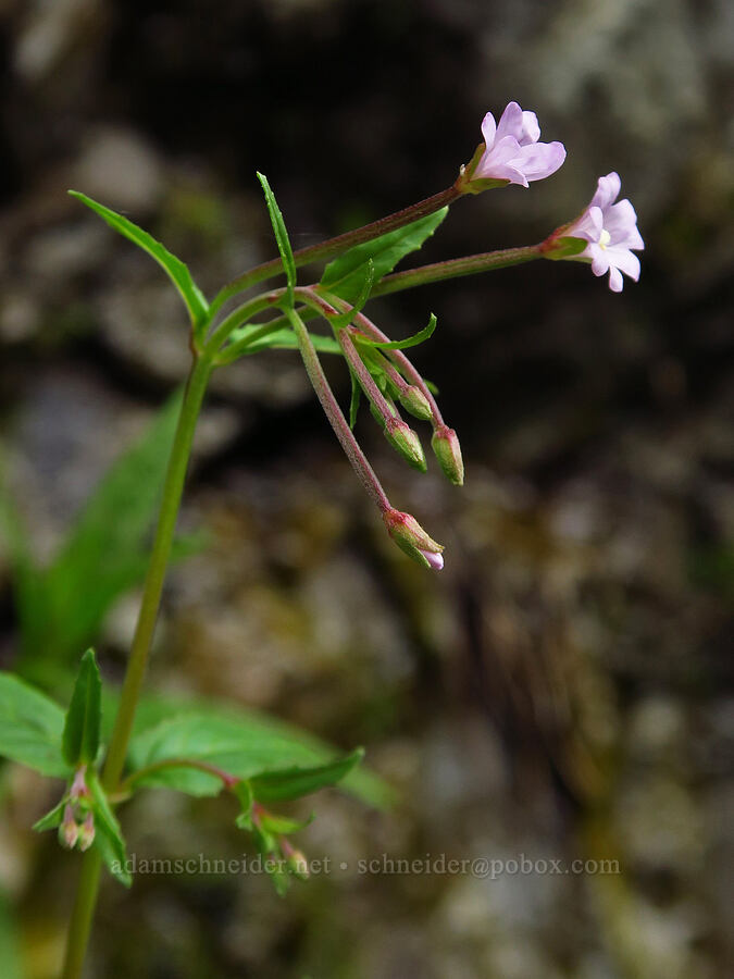 fringed willow-herb (Epilobium ciliatum) [U.S. Highway 12, Okanogan-Wenatchee National Forest, Yakima County, Washington]