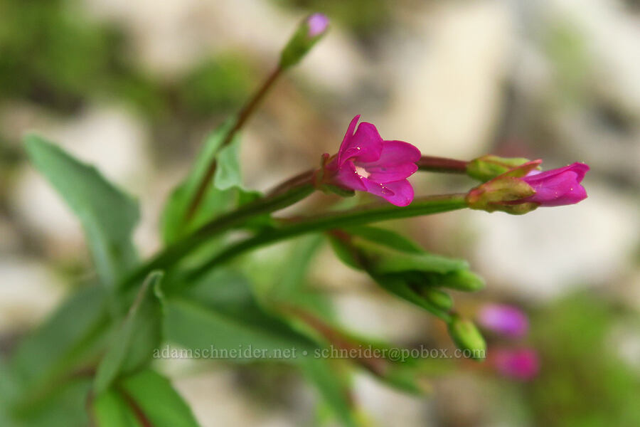 glaucous willow-herb (Epilobium glaberrimum) [U.S. Highway 12, Okanogan-Wenatchee National Forest, Yakima County, Washington]