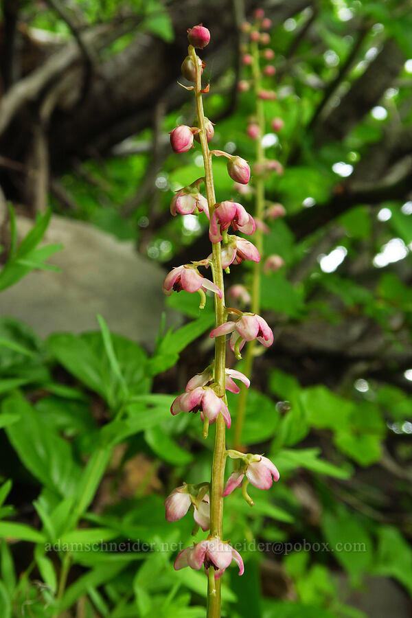 pink wintergreen (Pyrola asarifolia) [U.S. Highway 12, Okanogan-Wenatchee National Forest, Yakima County, Washington]