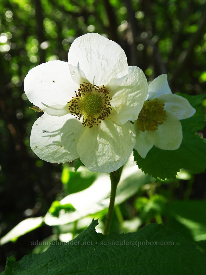 thimbleberry flowers (Rubus parviflorus (Rubus nutkanus)) [Mills Canyon, Okanogan-Wenatchee National Forest, Chelan County, Washington]