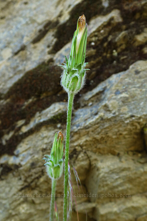 spear-leaf agoseris, gone to seed (Agoseris retrorsa) [Mills Canyon, Okanogan-Wenatchee National Forest, Chelan County, Washington]