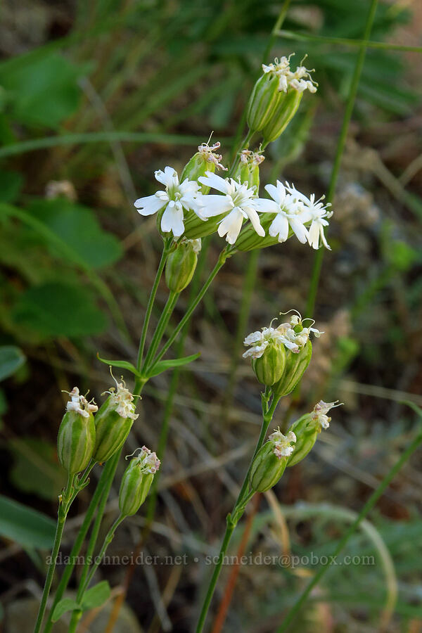 Douglas' catchfly (Silene douglasii) [Mills Canyon, Okanogan-Wenatchee National Forest, Chelan County, Washington]