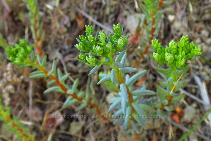 lance-leaf stonecrop, budding (Sedum lanceolatum) [Mills Canyon, Okanogan-Wenatchee National Forest, Chelan County, Washington]