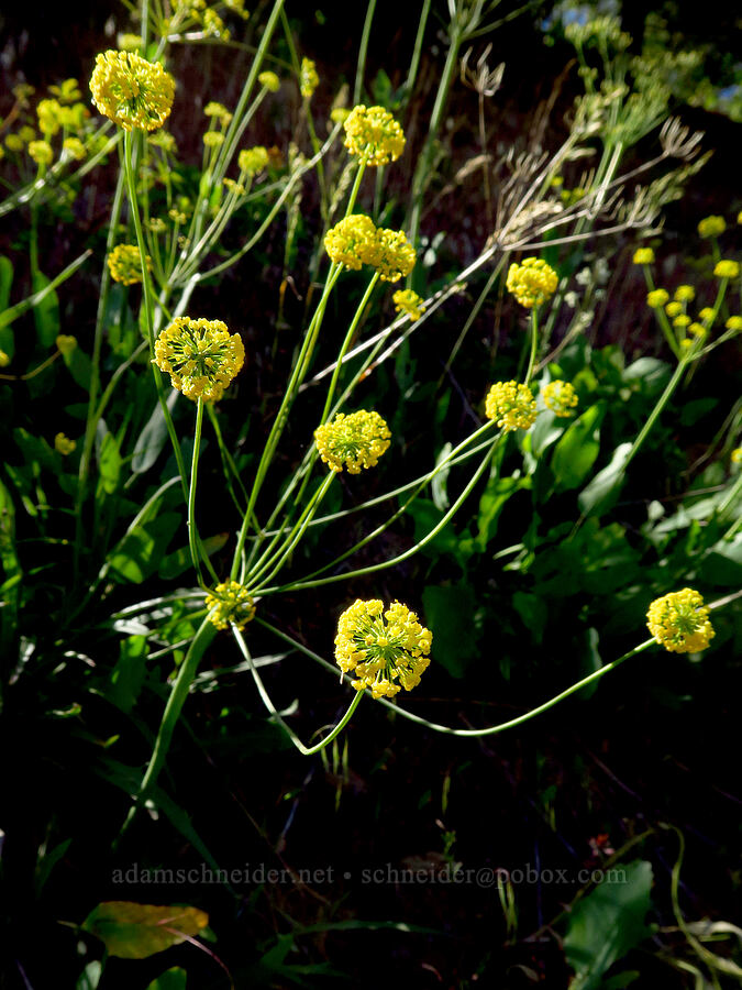 bare-stem desert parsley (Lomatium nudicaule) [Mills Canyon, Okanogan-Wenatchee National Forest, Chelan County, Washington]