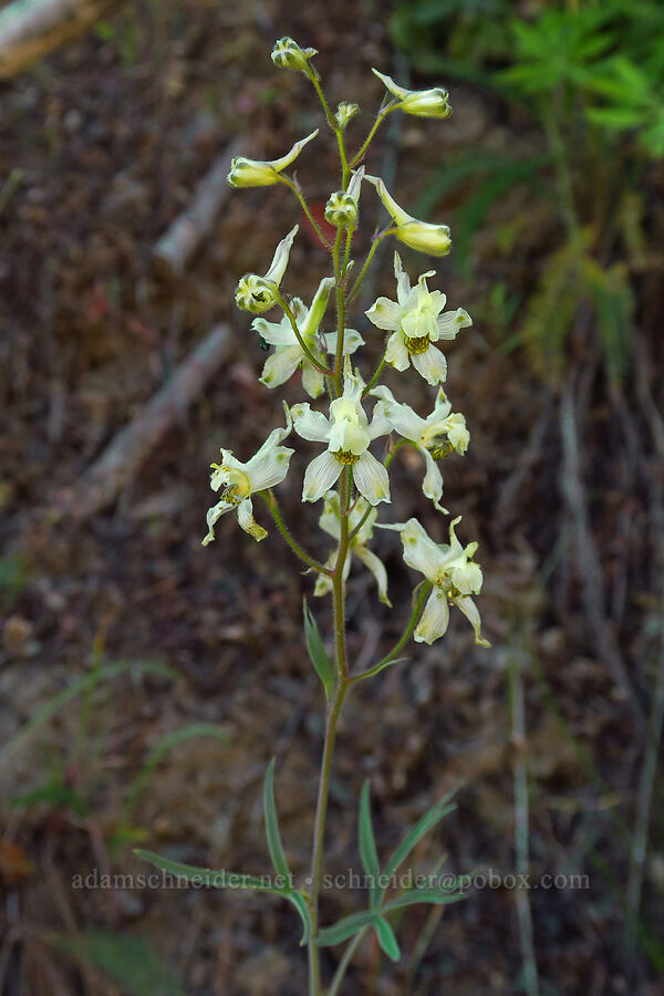 yellow-white larkspur (Delphinium xantholeucum) [Mills Canyon, Okanogan-Wenatchee National Forest, Chelan County, Washington]