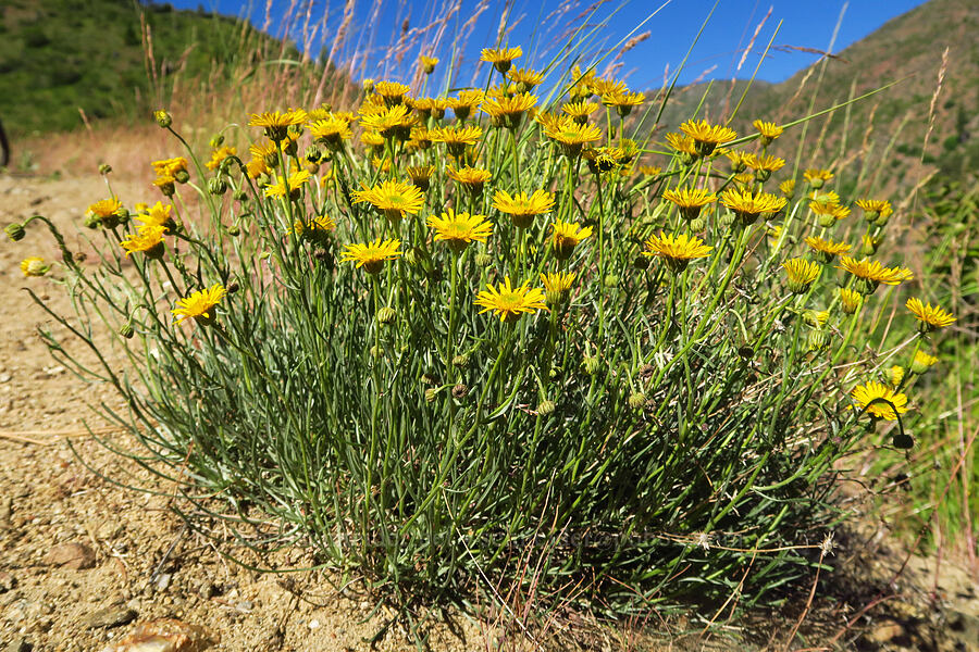 desert yellow daisies/fleabane (Erigeron linearis) [Mills Canyon, Okanogan-Wenatchee National Forest, Chelan County, Washington]