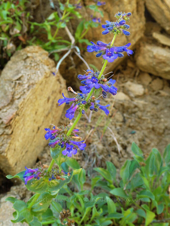 Chelan penstemon (Penstemon pruinosus) [Mills Canyon, Okanogan-Wenatchee National Forest, Chelan County, Washington]