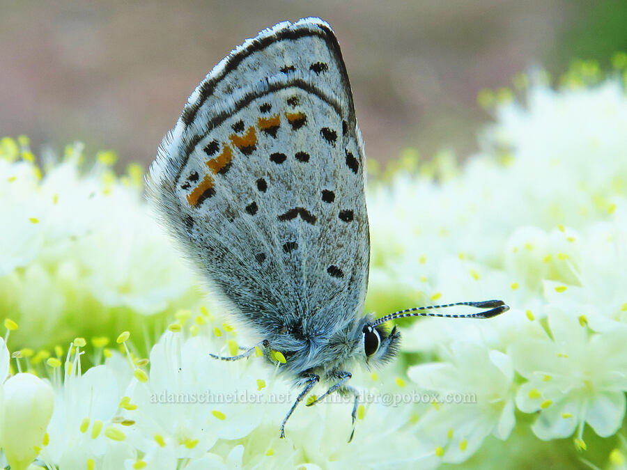 Columbia dotted blue butterfly on Wenatchee buckwheat (Euphilotes columbiae, Eriogonum compositum var. lancifolium) [Forest Road 5200, Okanogan-Wenatchee National Forest, Chelan County, Washington]