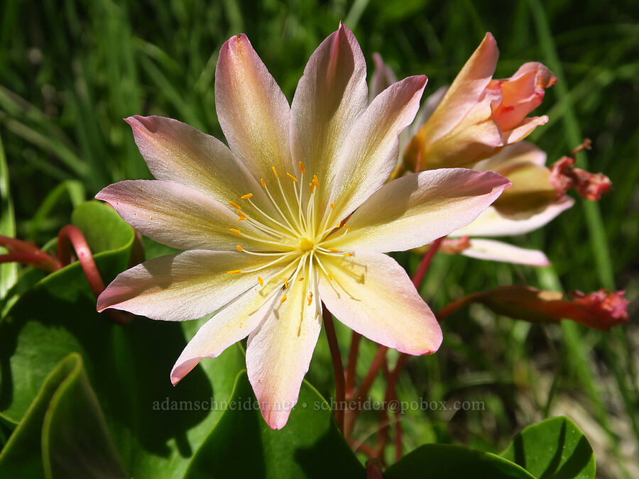 Tweedy's lewisia (Lewisiopsis tweedyi (Lewisia tweedyi)) [Forest Road 5200, Okanogan-Wenatchee National Forest, Chelan County, Washington]