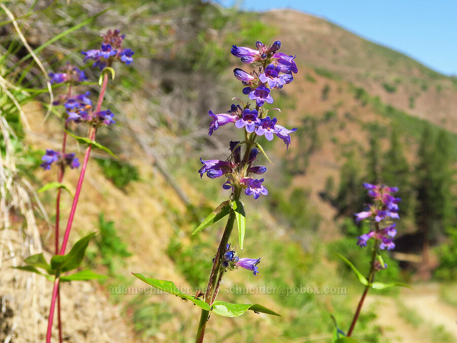 taper-leaf penstemon (Penstemon attenuatus var. attenuatus) [Forest Road 5200, Okanogan-Wenatchee National Forest, Chelan County, Washington]