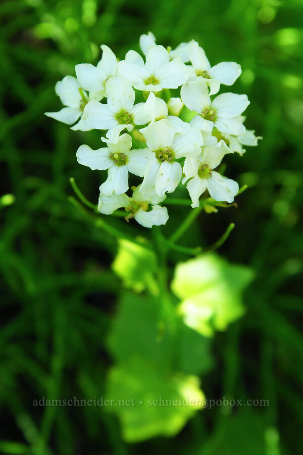 heart-leaf bitter-cress (Cardamine cordifolia) [Forest Road 5200, Okanogan-Wenatchee National Forest, Chelan County, Washington]