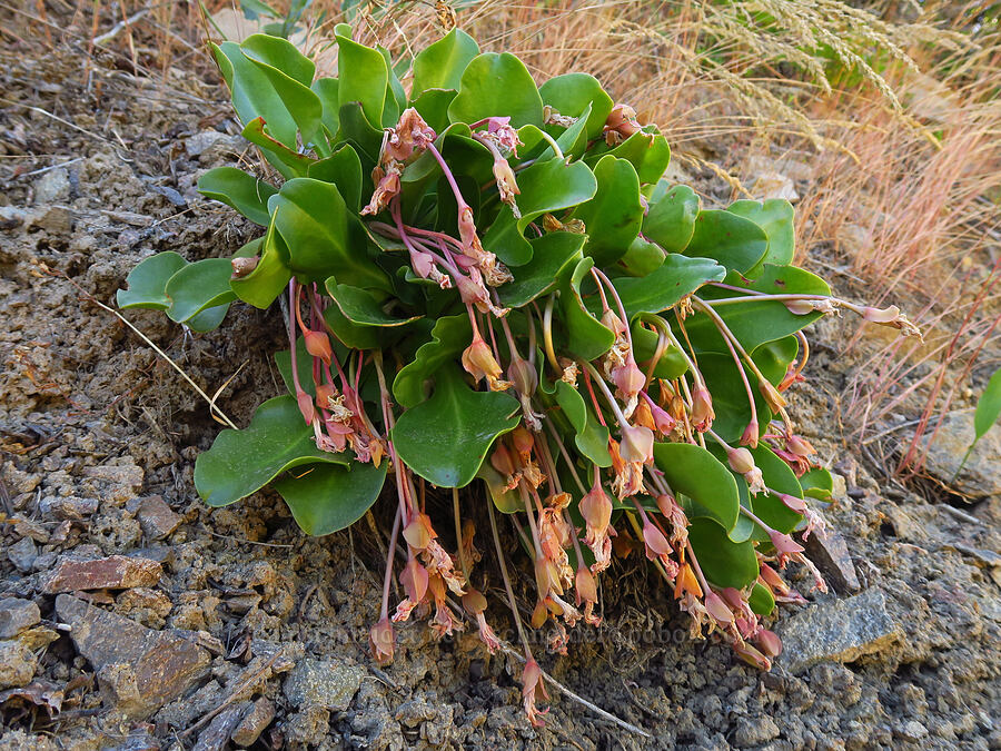 Tweedy's lewisia, going to seed (Lewisiopsis tweedyi (Lewisia tweedyi)) [Forest Road 5200, Okanogan-Wenatchee National Forest, Chelan County, Washington]