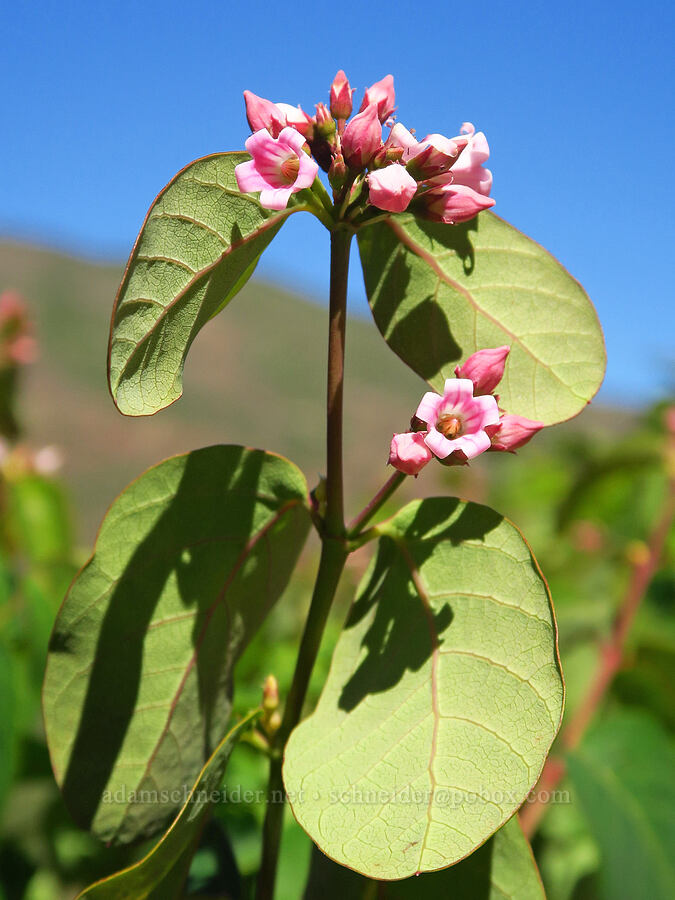 spreading dogbane (Apocynum androsaemifolium) [Forest Road 5200, Okanogan-Wenatchee National Forest, Chelan County, Washington]