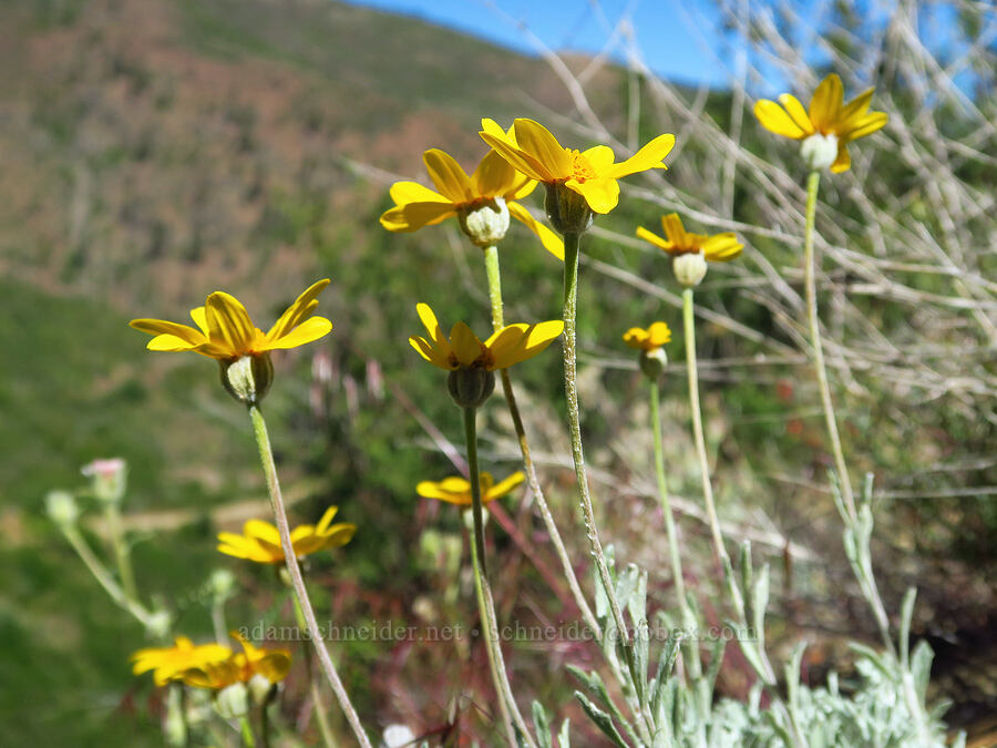 Oregon sunshine (Eriophyllum lanatum) [Forest Road 5200, Okanogan-Wenatchee National Forest, Chelan County, Washington]