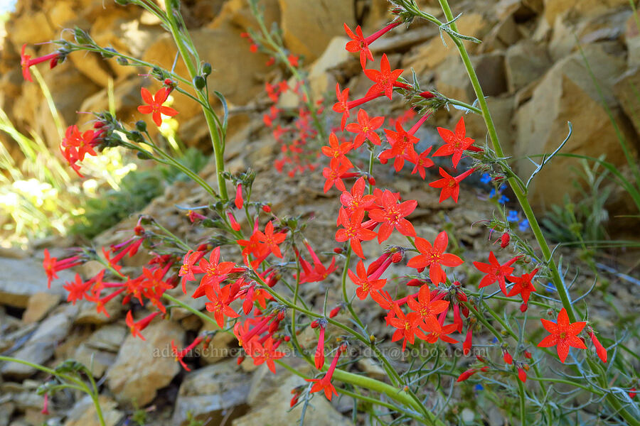 scarlet gilia (Ipomopsis aggregata) [Forest Road 5200, Okanogan-Wenatchee National Forest, Chelan County, Washington]