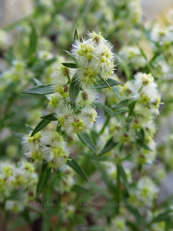 intermountain bedstraw (Galium serpenticum (Galium multiflorum)) [Forest Road 5200, Okanogan-Wenatchee National Forest, Chelan County, Washington]