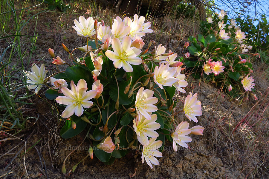 Tweedy's lewisia (Lewisiopsis tweedyi (Lewisia tweedyi)) [Forest Road 5200, Okanogan-Wenatchee National Forest, Chelan County, Washington]