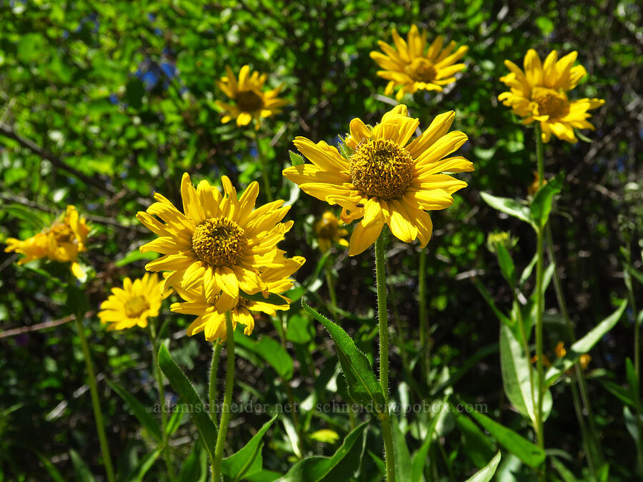 Douglas' sunflower (Helianthella uniflora var. douglasii) [Forest Road 5200, Okanogan-Wenatchee National Forest, Chelan County, Washington]