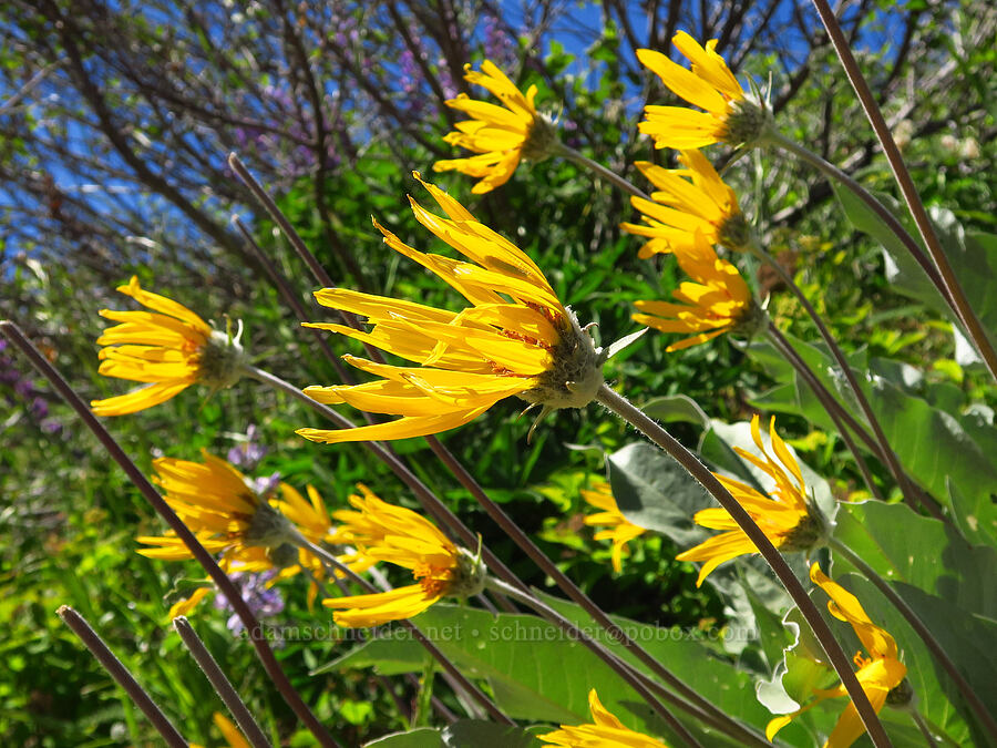 arrow-leaf balsamroot (Balsamorhiza sagittata) [Forest Road 5200, Okanogan-Wenatchee National Forest, Chelan County, Washington]