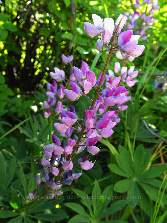 big-leaf lupine (Lupinus polyphyllus) [Forest Road 5200, Okanogan-Wenatchee National Forest, Chelan County, Washington]