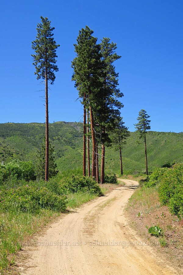 ponderosa pines (Pinus ponderosa) [Forest Road 5200, Okanogan-Wenatchee National Forest, Chelan County, Washington]