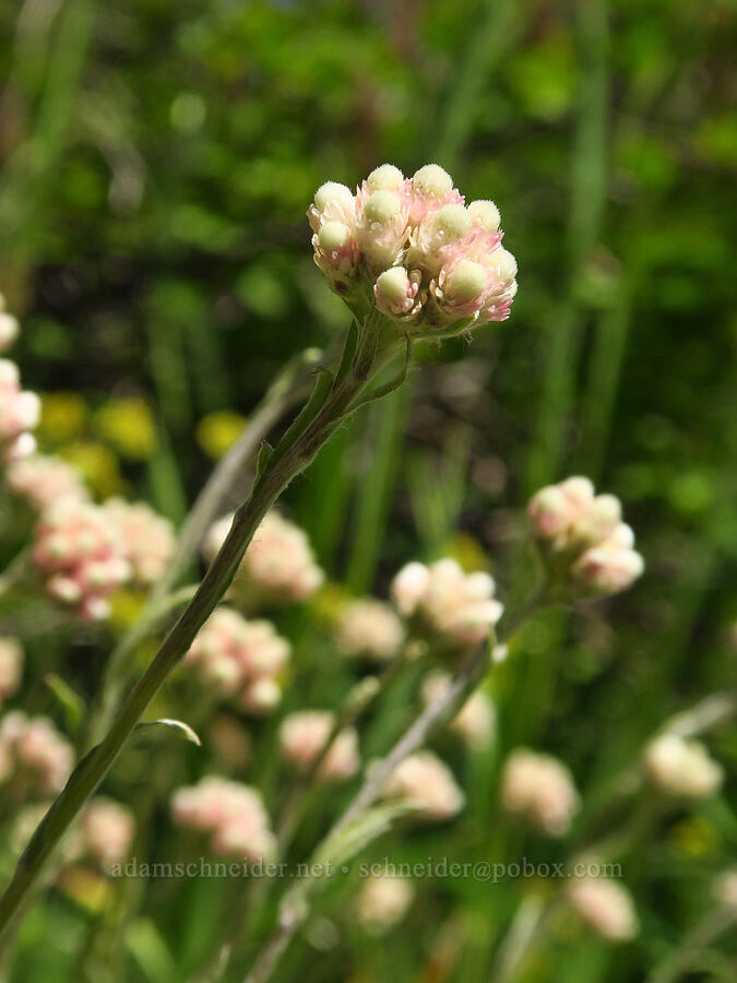 rosy pussy-toes (Antennaria rosea (Antennaria microphylla)) [Forest Road 5200, Okanogan-Wenatchee National Forest, Chelan County, Washington]