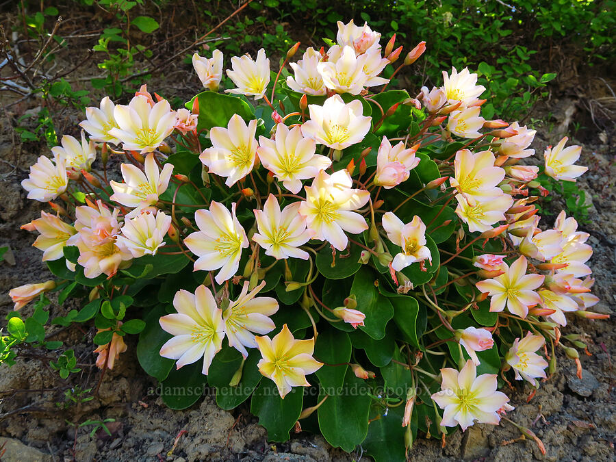 Tweedy's lewisia (Lewisiopsis tweedyi (Lewisia tweedyi)) [Forest Road 5213, Okanogan-Wenatchee National Forest, Chelan County, Washington]