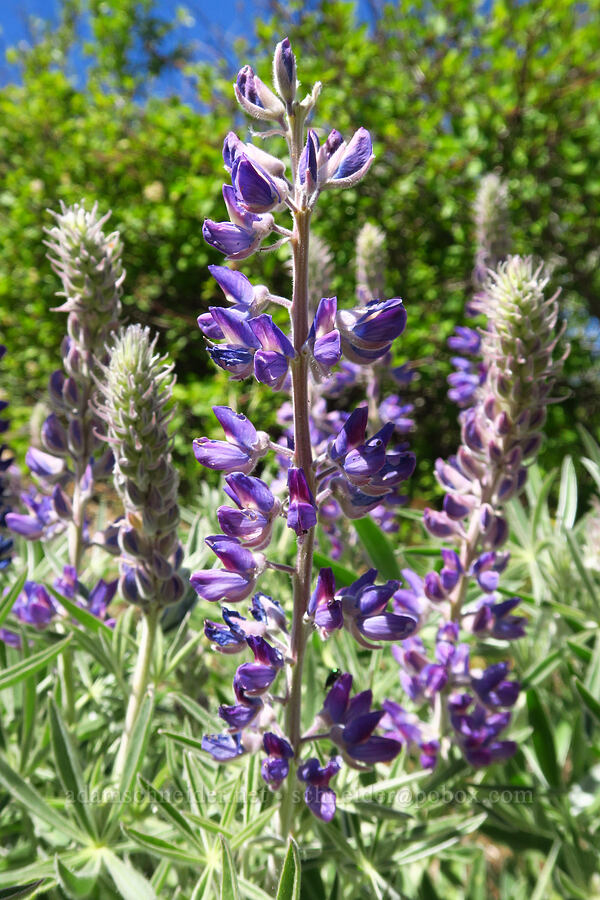 velvet lupine (Lupinus leucophyllus) [Forest Road 5213, Okanogan-Wenatchee National Forest, Chelan County, Washington]