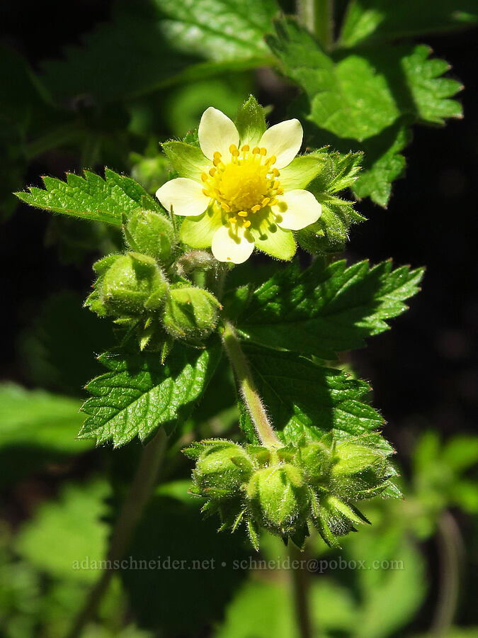 sticky cinquefoil (Drymocallis glandulosa (Potentilla glandulosa)) [Forest Road 5213, Okanogan-Wenatchee National Forest, Chelan County, Washington]