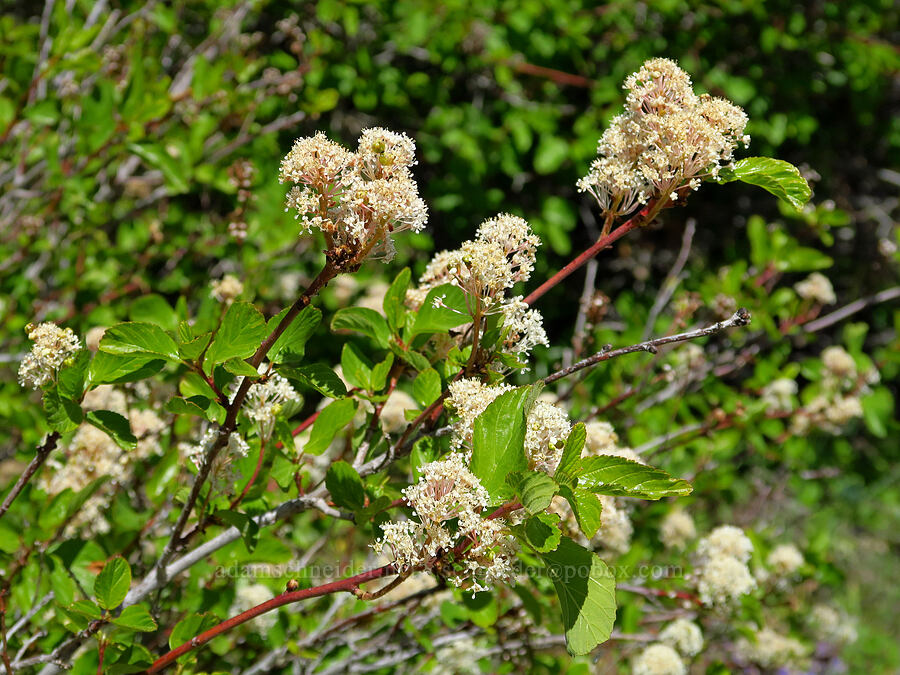 red-stem ceanothus (buck brush) (Ceanothus sanguineus) [Forest Road 5213, Okanogan-Wenatchee National Forest, Chelan County, Washington]