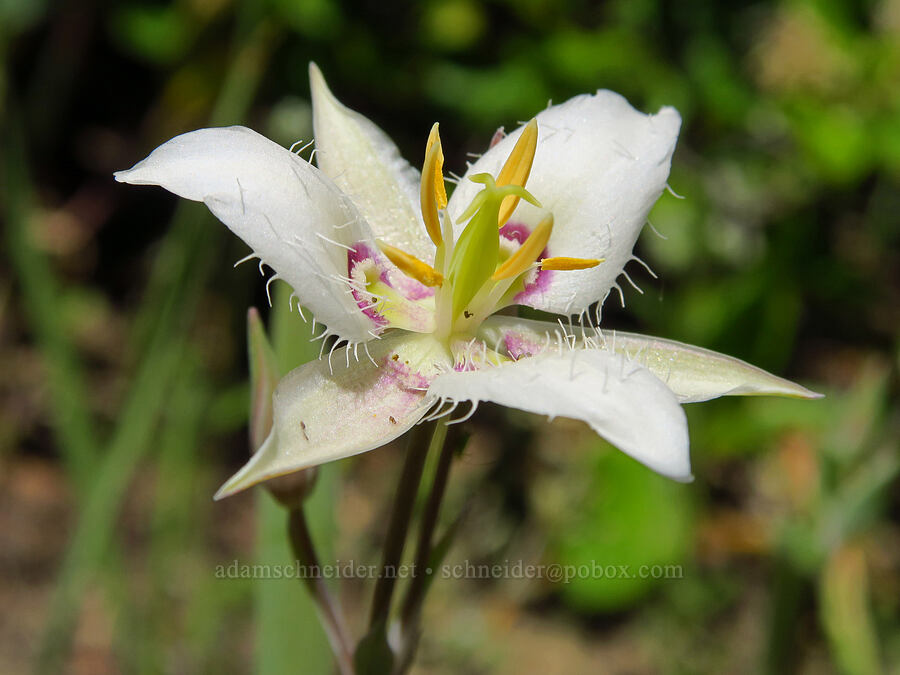 Lyall's mariposa lily (Calochortus lyallii) [Forest Road 5213, Okanogan-Wenatchee National Forest, Chelan County, Washington]