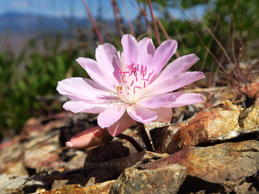 bitterroot (Lewisia rediviva) [Forest Road 5213-120, Okanogan-Wenatchee National Forest, Chelan County, Washington]