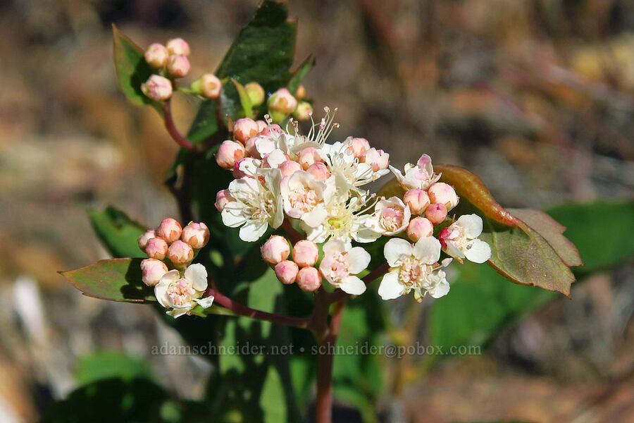 white spirea (Spiraea lucida (Spiraea betulifolia var. lucida)) [Forest Road 5213-120, Okanogan-Wenatchee National Forest, Chelan County, Washington]