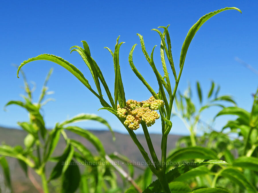 blue elderberry, budding (Sambucus cerulea (Sambucus nigra ssp. caerulea) (Sambucus mexicana)) [Forest Road 5213-120, Okanogan-Wenatchee National Forest, Chelan County, Washington]