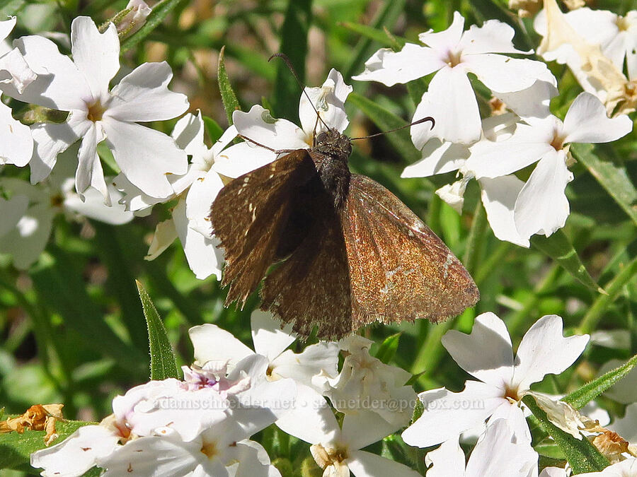 northern cloudy-wing butterfly (Thorybes pylades) [Forest Road 5213-120, Okanogan-Wenatchee National Forest, Chelan County, Washington]