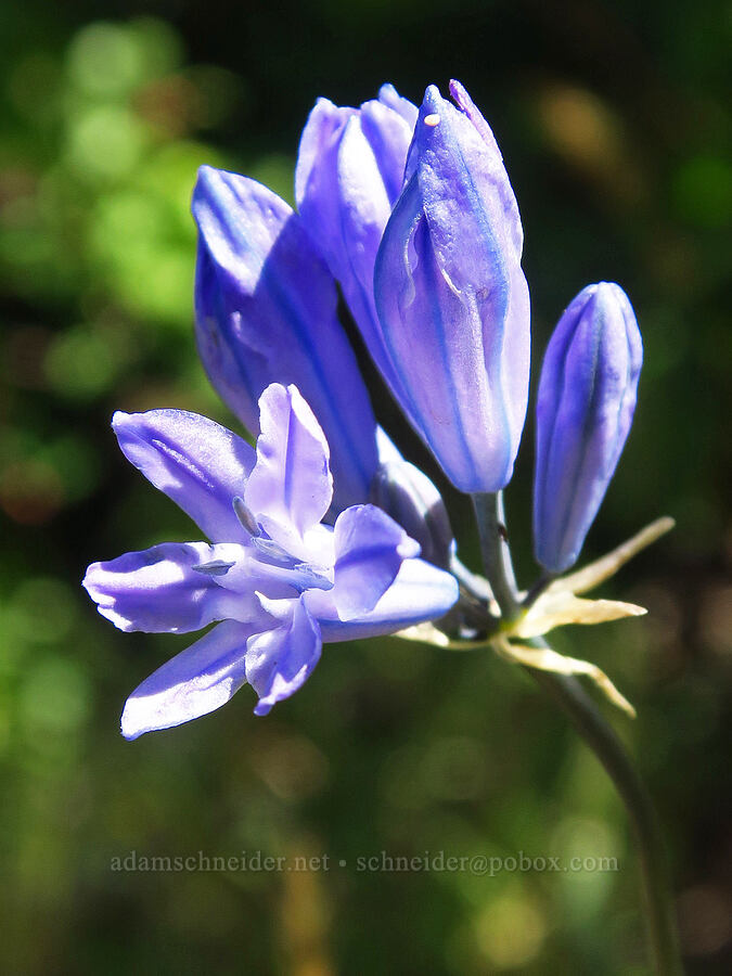 large-flowered cluster lily (Triteleia grandiflora) [Forest Road 5213-120, Okanogan-Wenatchee National Forest, Chelan County, Washington]