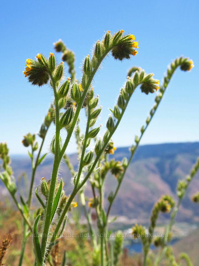 fiddleneck (Amsinckia menziesii) [Forest Road 5213-120, Okanogan-Wenatchee National Forest, Chelan County, Washington]