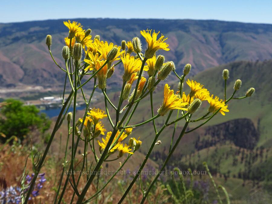 hawksbeard (Crepis sp.) [Keystone Ridge, Okanogan-Wenatchee National Forest, Chelan County, Washington]