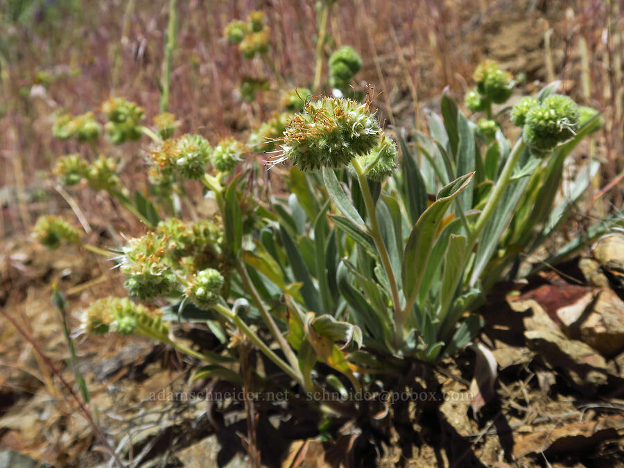 silver-leaf phacelia (Phacelia hastata) [Keystone Ridge, Okanogan-Wenatchee National Forest, Chelan County, Washington]