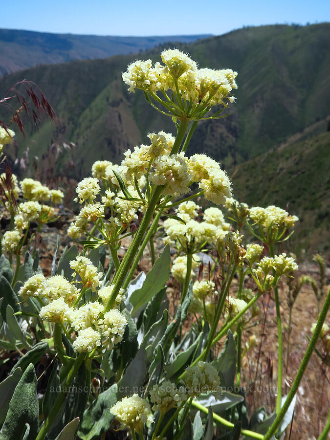 Wenatchee buckwheat (Eriogonum compositum var. lancifolium) [Keystone Ridge, Okanogan-Wenatchee National Forest, Chelan County, Washington]