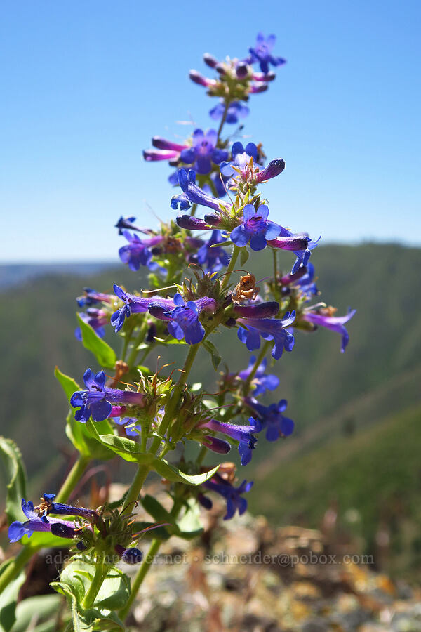 Chelan penstemon (Penstemon pruinosus) [Keystone Ridge, Okanogan-Wenatchee National Forest, Chelan County, Washington]