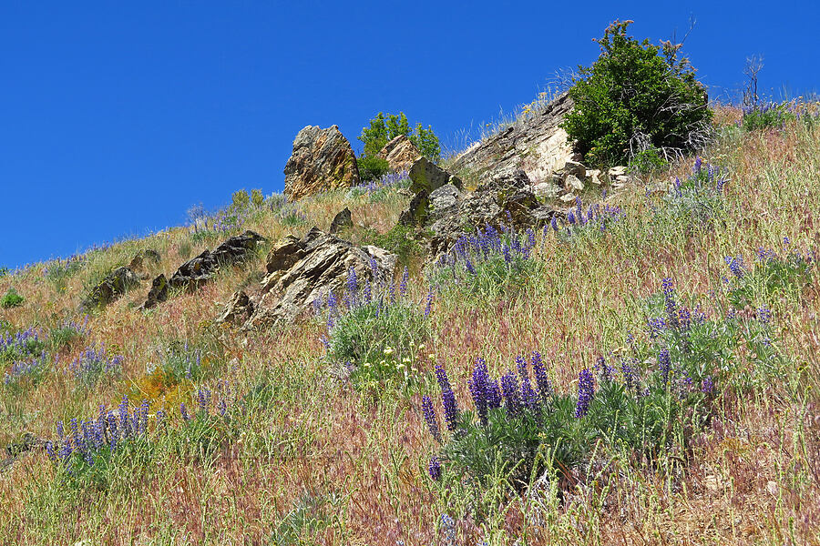 wildflowers [Keystone Ridge, Okanogan-Wenatchee National Forest, Chelan County, Washington]