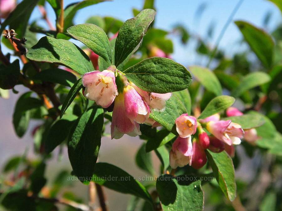 mountain snowberry flowers (Symphoricarpos rotundifolius) [Keystone Ridge, Okanogan-Wenatchee National Forest, Chelan County, Washington]