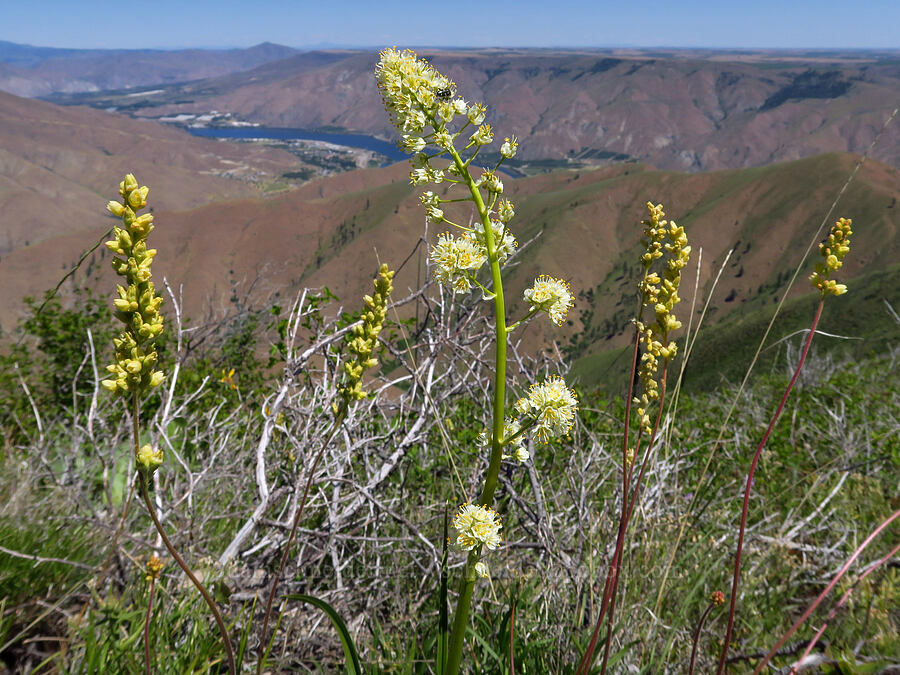 panicled death-camas & round-leaf alumroot (Toxicoscordion paniculatum (Zigadenus paniculatus), Heuchera cylindrica) [Keystone Ridge, Okanogan-Wenatchee National Forest, Chelan County, Washington]