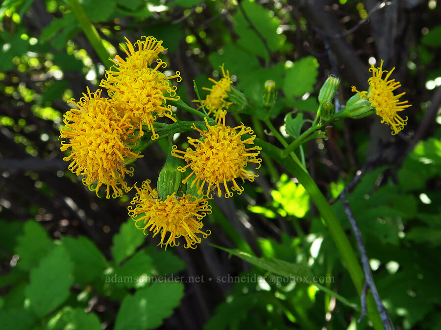 silver-crown luina (Cacaliopsis nardosmia (Cacalia nardosmia)) [Keystone Ridge, Okanogan-Wenatchee National Forest, Chelan County, Washington]