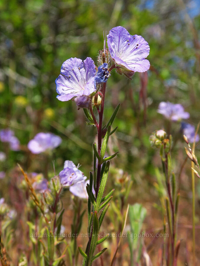 thread-leaf phacelia (Phacelia linearis) [Keystone Ridge, Okanogan-Wenatchee National Forest, Chelan County, Washington]