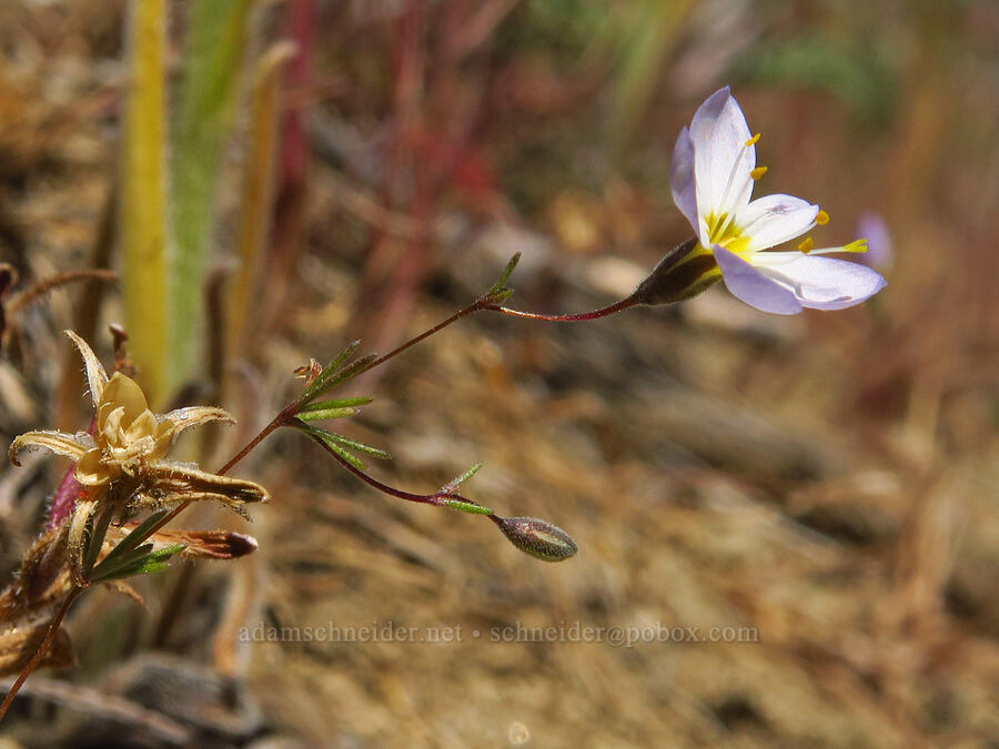 flax-flower linanthus (Leptosiphon liniflorus (Linanthus liniflorus)) [Keystone Ridge, Okanogan-Wenatchee National Forest, Chelan County, Washington]