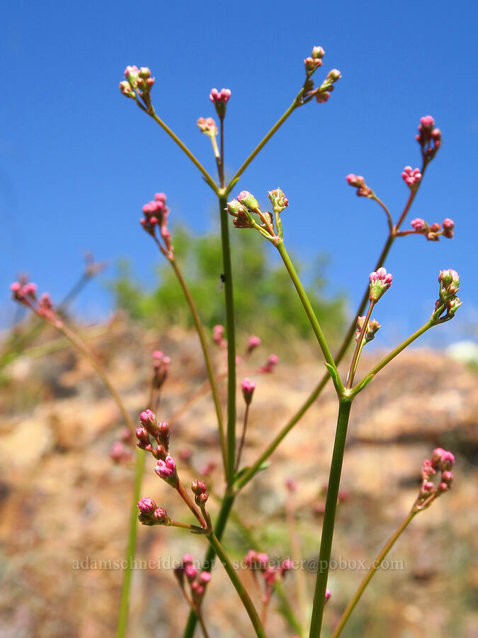 tall buckwheat, budding (Eriogonum elatum) [Keystone Ridge, Okanogan-Wenatchee National Forest, Chelan County, Washington]